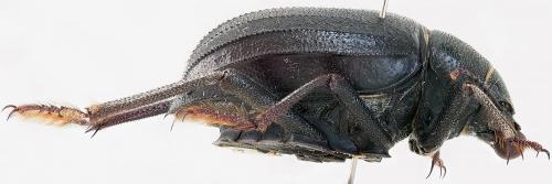 Pimelia sp.